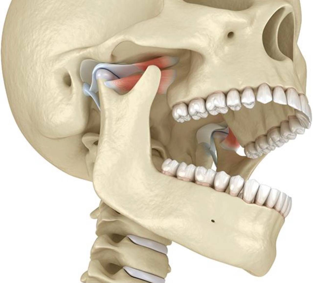 Gnathology & TMJ